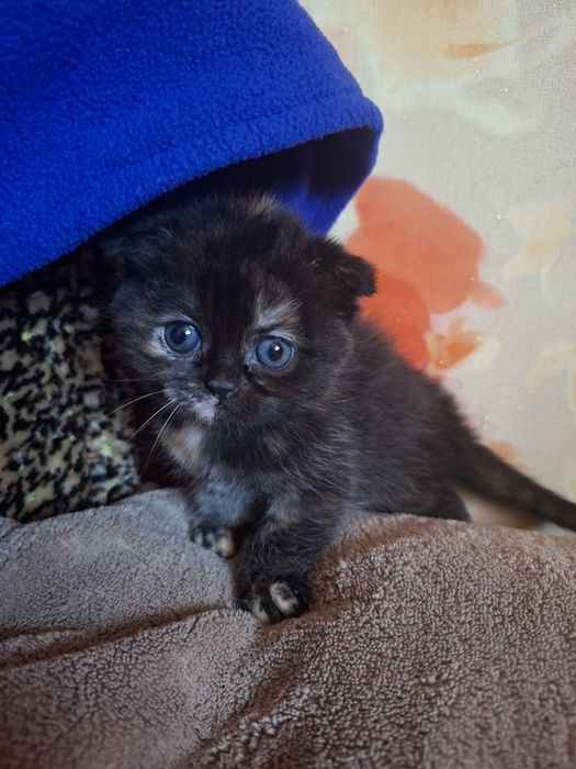 Кошенята шукають собі дім