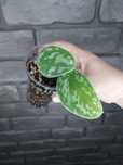 Scindapsus Exotica Hologram szczyt #1