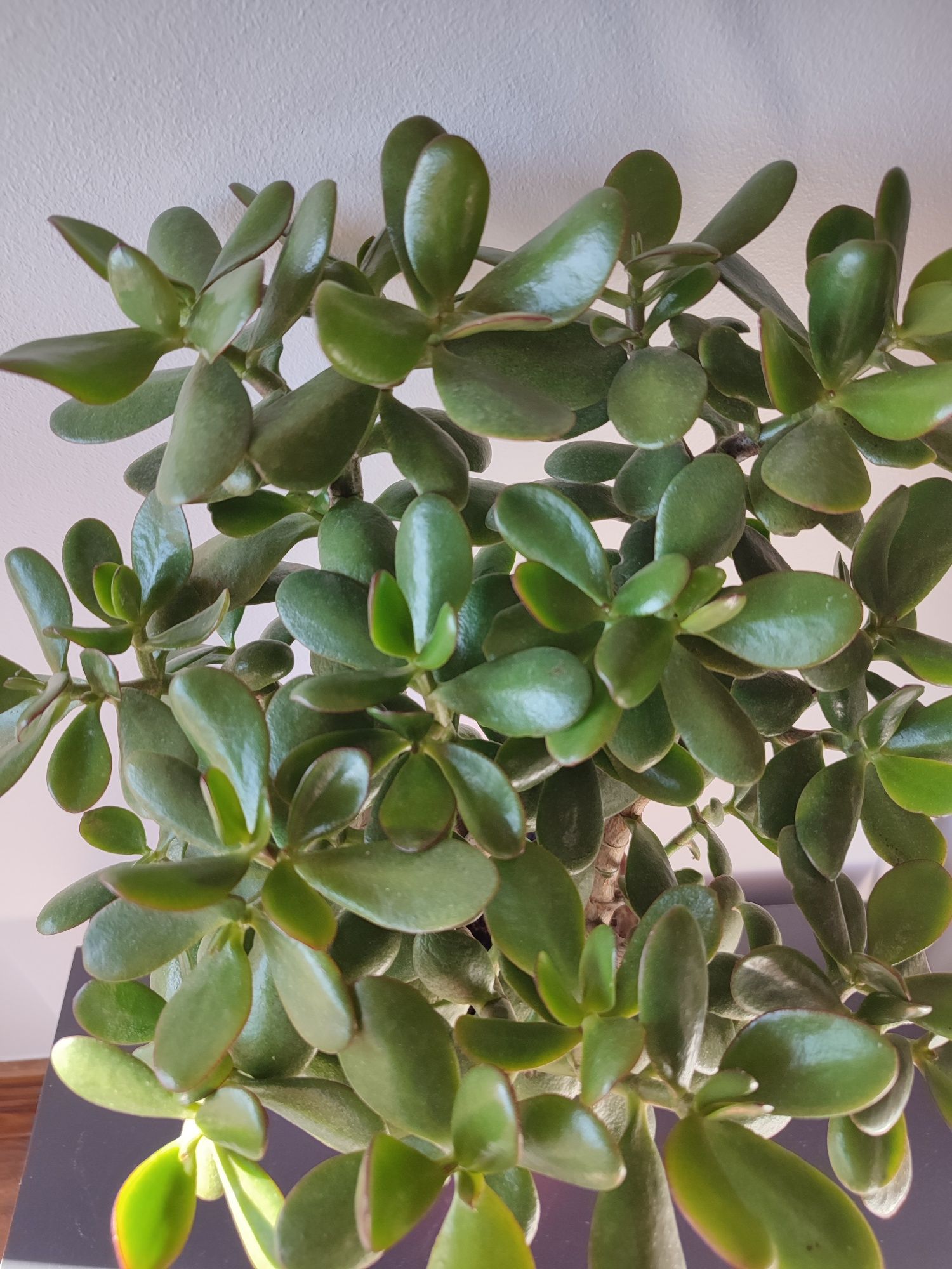 Planta de Jade planta da sorte