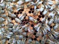 Matki pszczele Krainka SZRON nieunasienione - dostępne od ręki