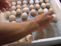 Різновид качиних яєць для інкубатора