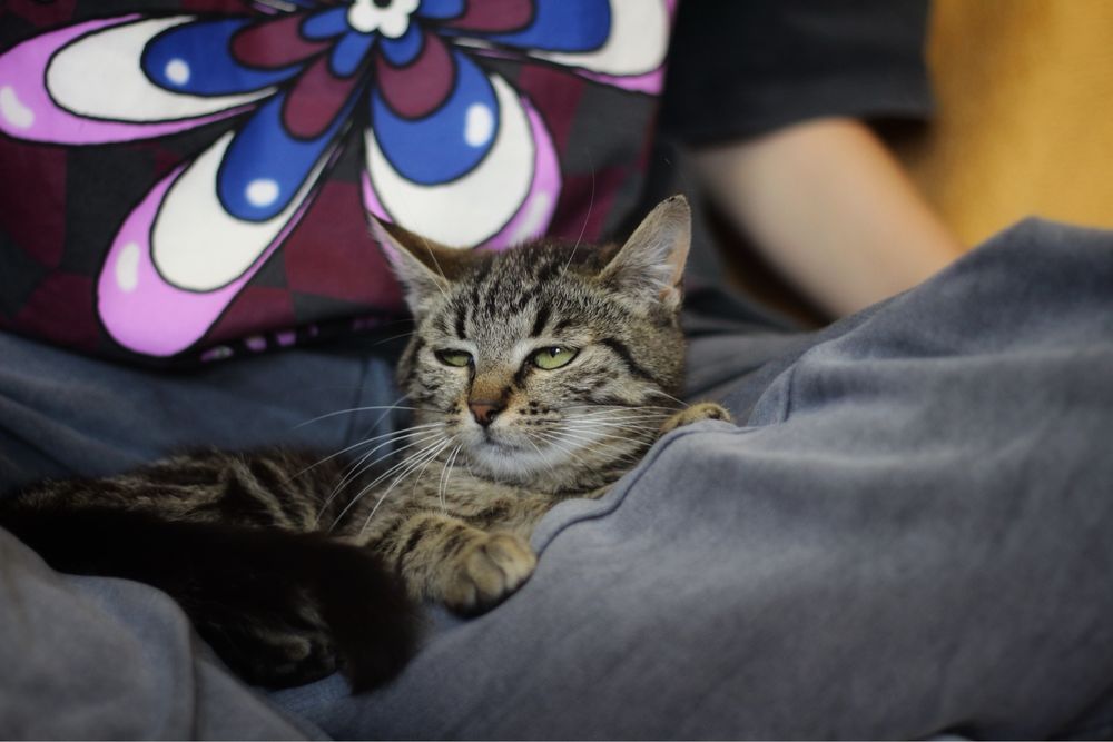 Kotka do adopcji