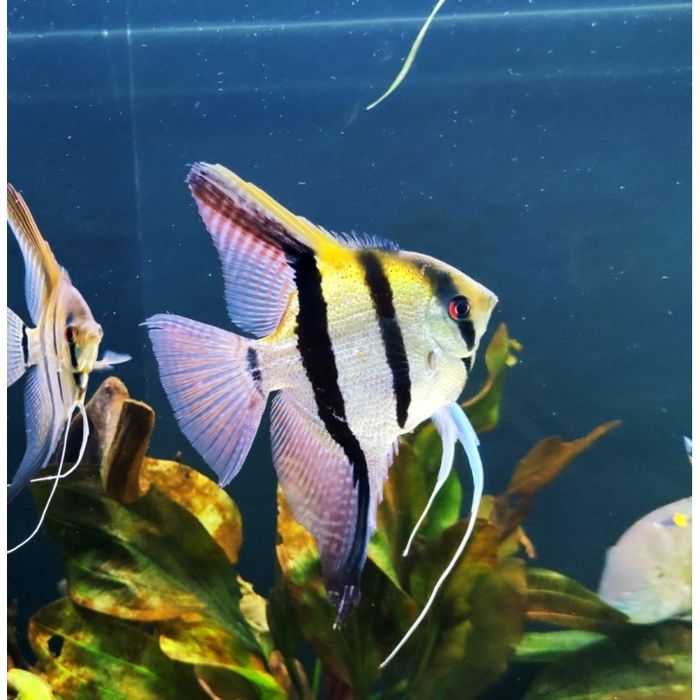 Rezerwacja- Skalary 5 szt. ODDAM !!! PILNE