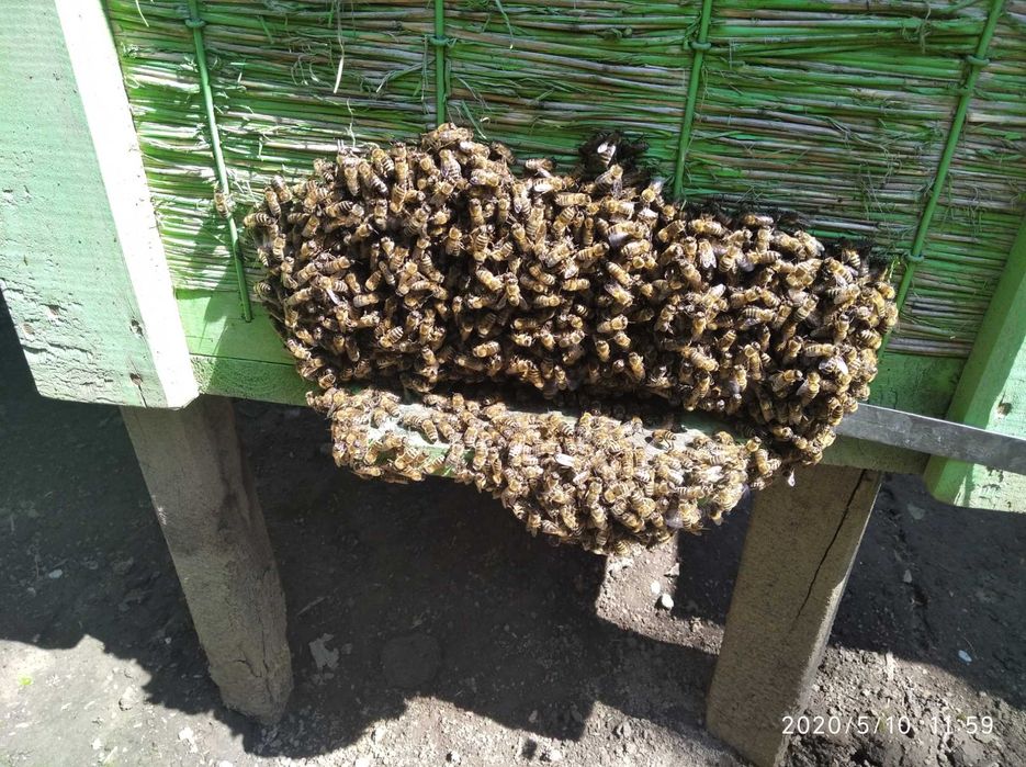 Бджолопакети 150 штук