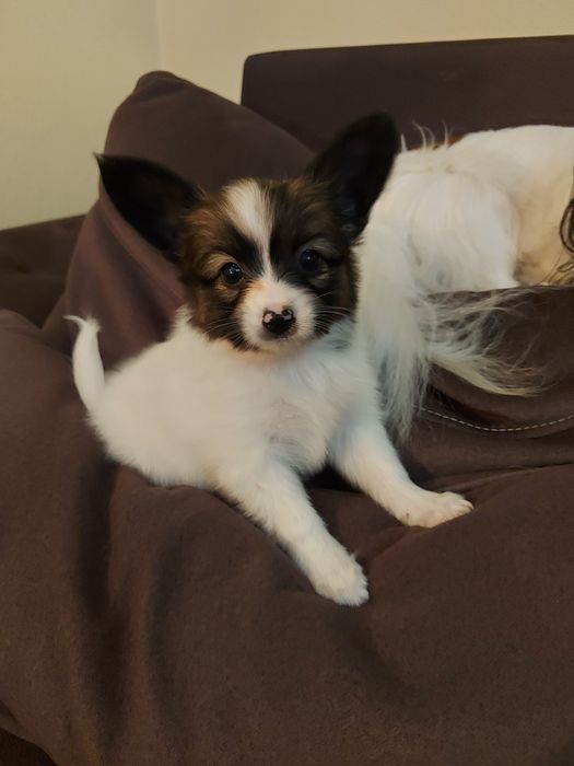 Солодкий папійон ( папільон)