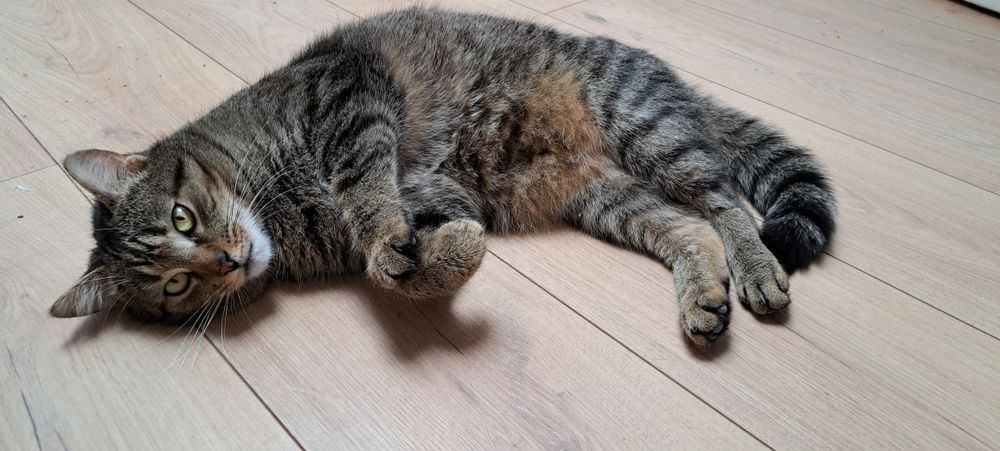 PILNE - szukamy DT lub DS dla Tobiego