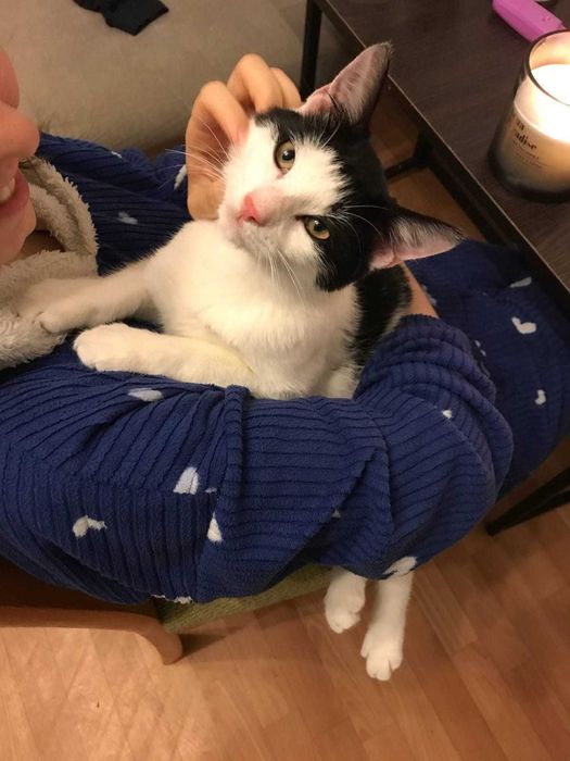 FERDEK szuka pilnie domu