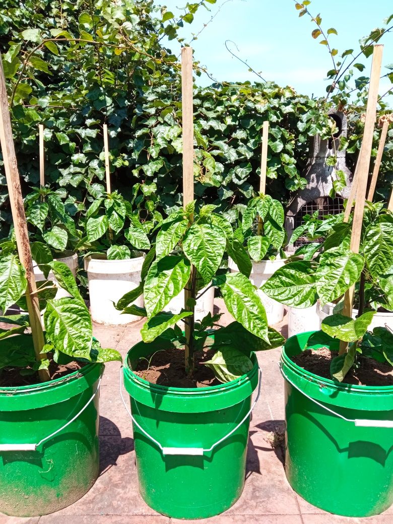 Plantas de malaguetas Carolina reaper e ghost pepper já transplantadas