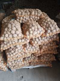 Ziemniaki jadalne Sifra wielkość sadzeniaka