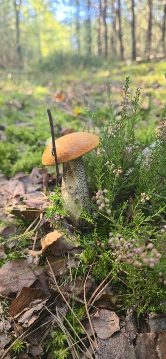 Sprzedam  świeże  grzyby prawdziwki, kozaki , podgrzybki