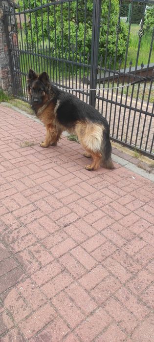 owczarek niemiecki na sprzedaż