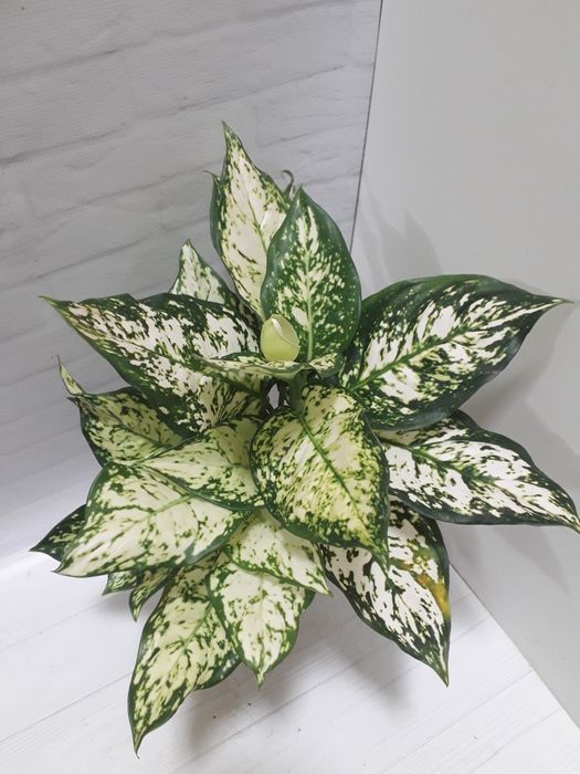 Аглаонема Ivory jade