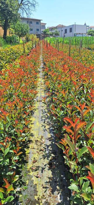 Photinia Red Robin 100/150cm