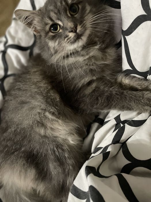 Віддамо в хороші руки