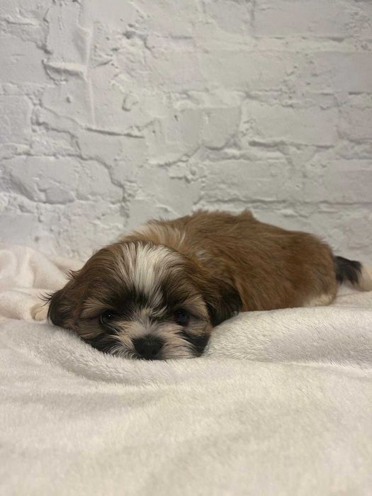 Shih-tzu suczka ZKwP FCI