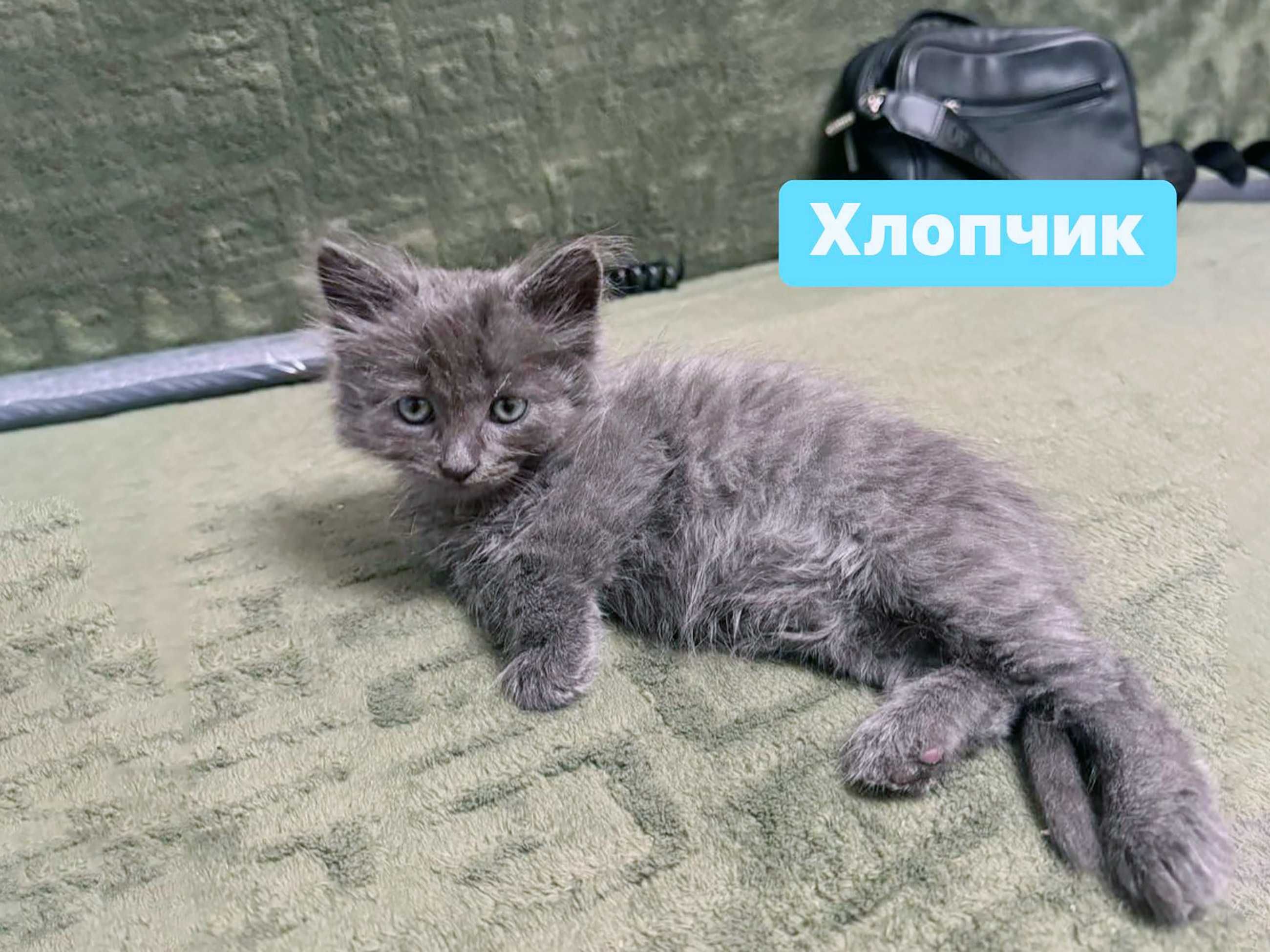 Блакитний пухнастий котик Онікс. Крихітне кошеня 1.5 місяці