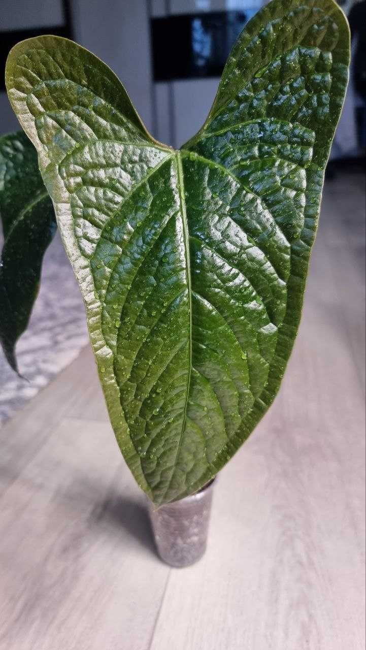Антуріум Green Crocodile (Anthurium moronense x luxurians)