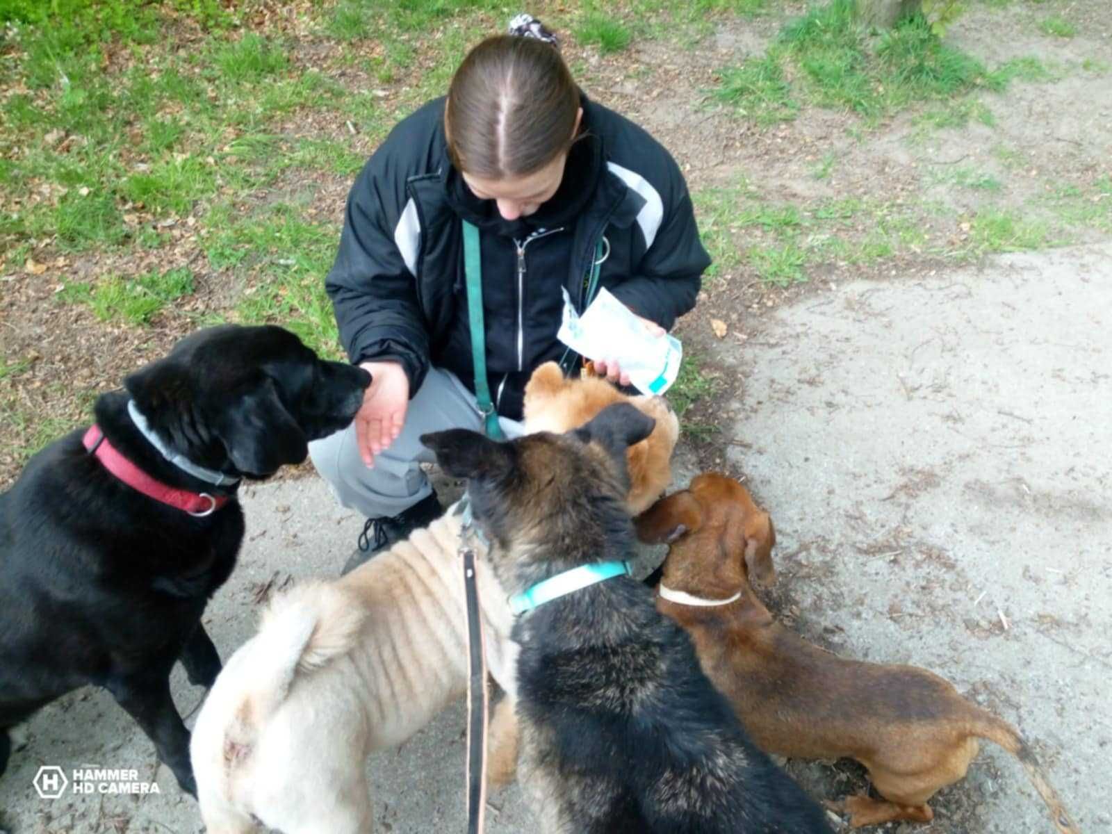 SAM - rasy CHOW-CHOW, 10-letni, łagodny
