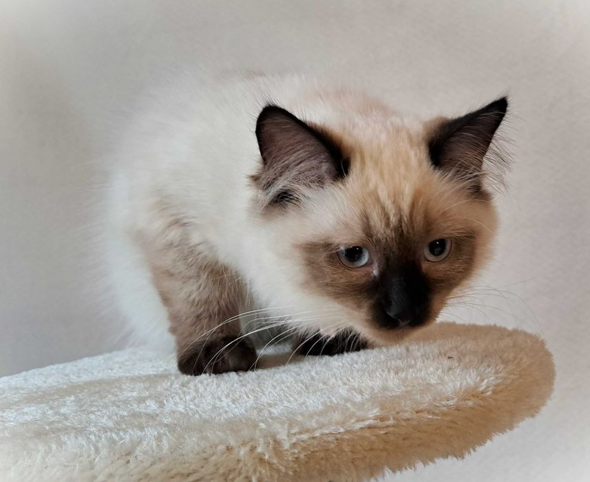 Kotka Neva Masquerade – spokojna, zielony obserwator, Misty