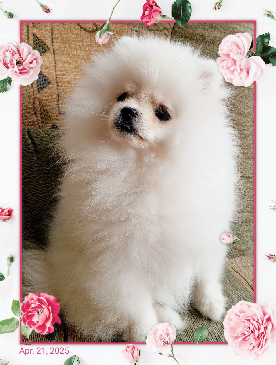 Szpic miniaturowy Pomeranian FCI