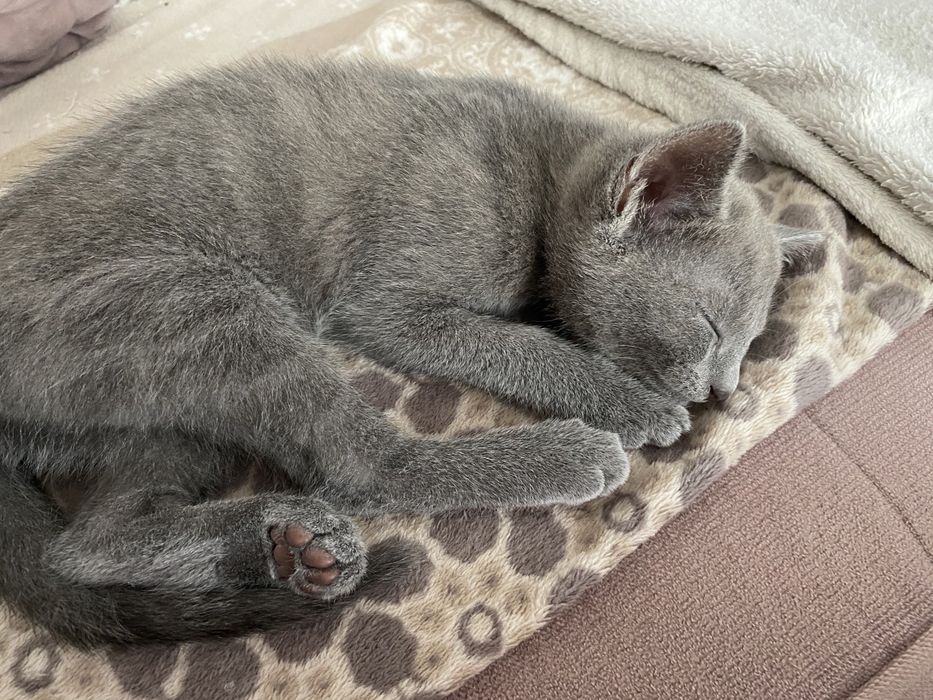 Kocurek Rosyjski Niebieski