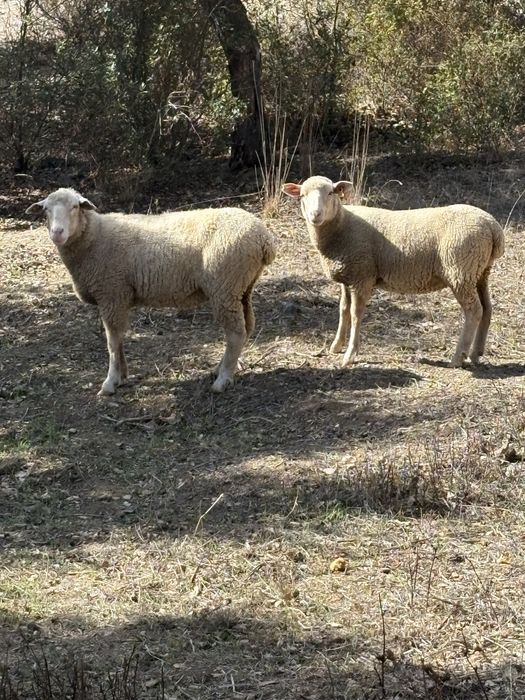 3 Ovelhas Novas Cruzadas