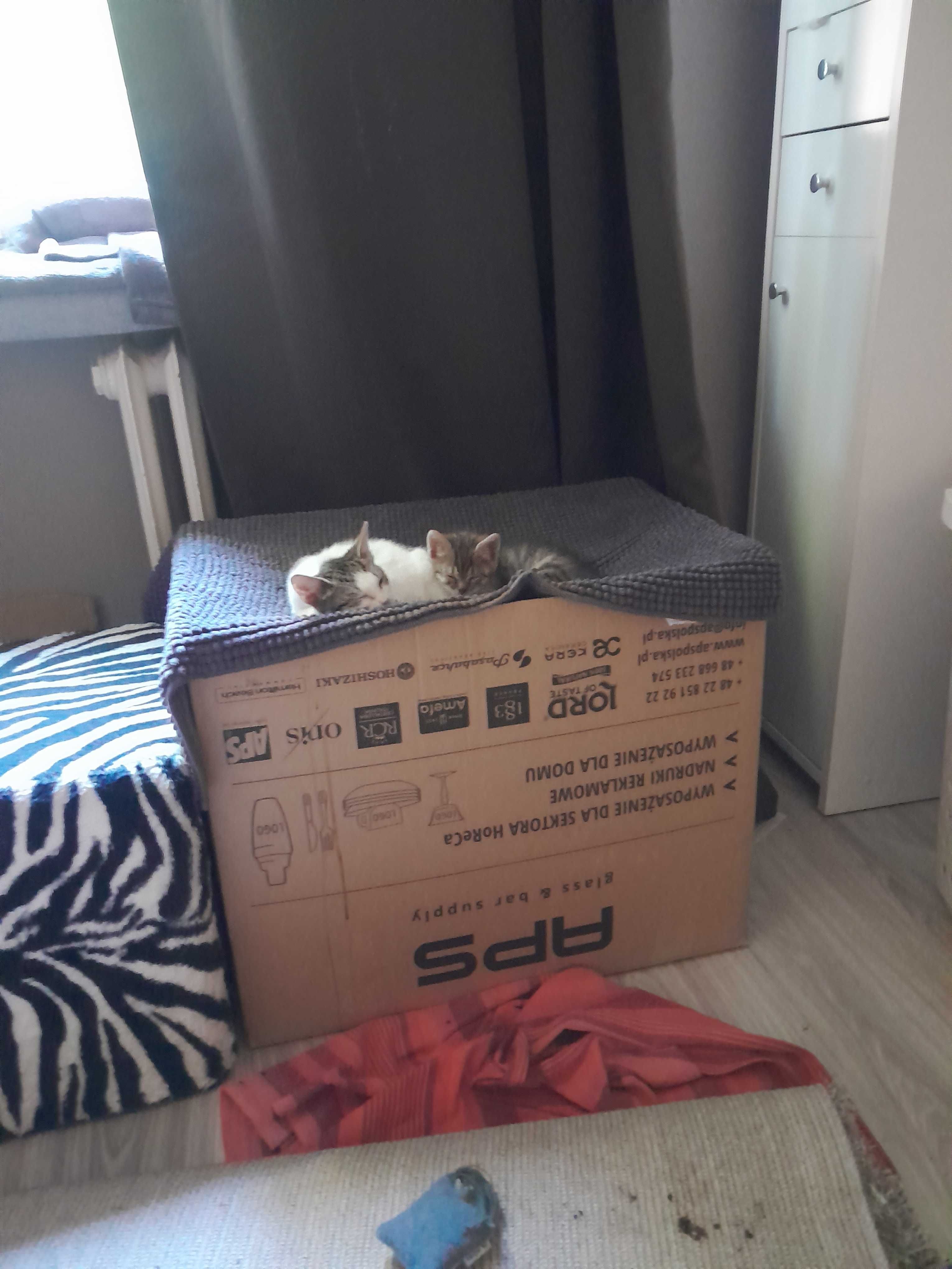 Cudne kocięta do adopcji