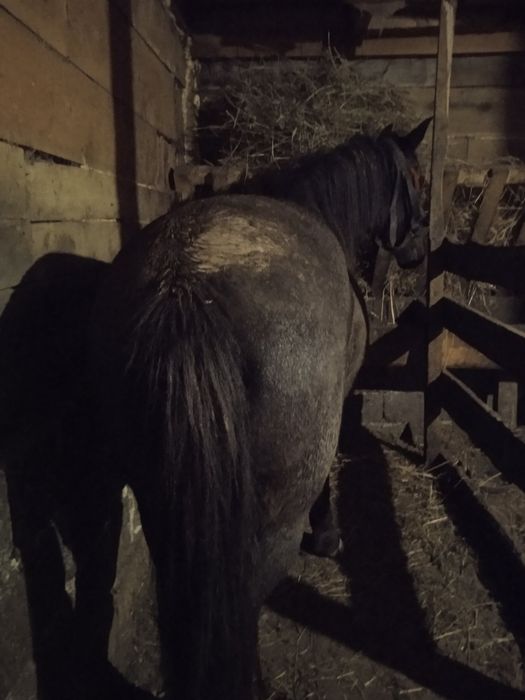 Продається кобила!