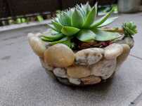 Sempervivum tectorum w doniczce z kamieni