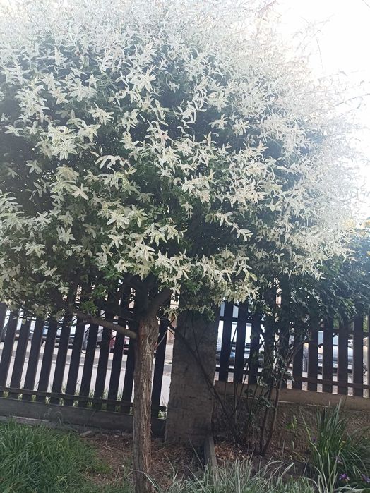 Верба Хакуро Нішікі 10 річна 2м