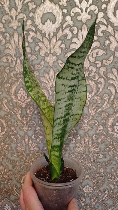 Сансевієрія квітка кімнатна