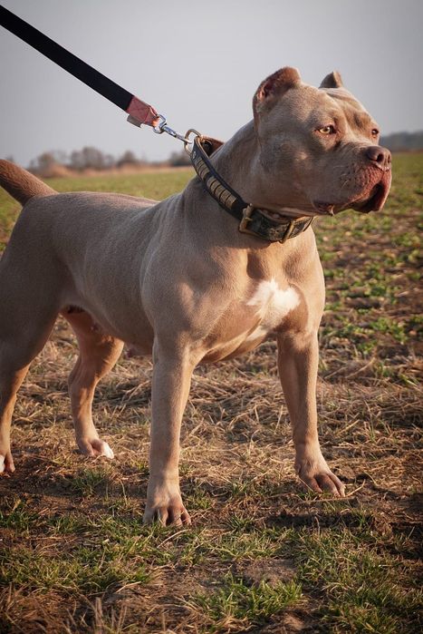 American Bully XL suczka  merle