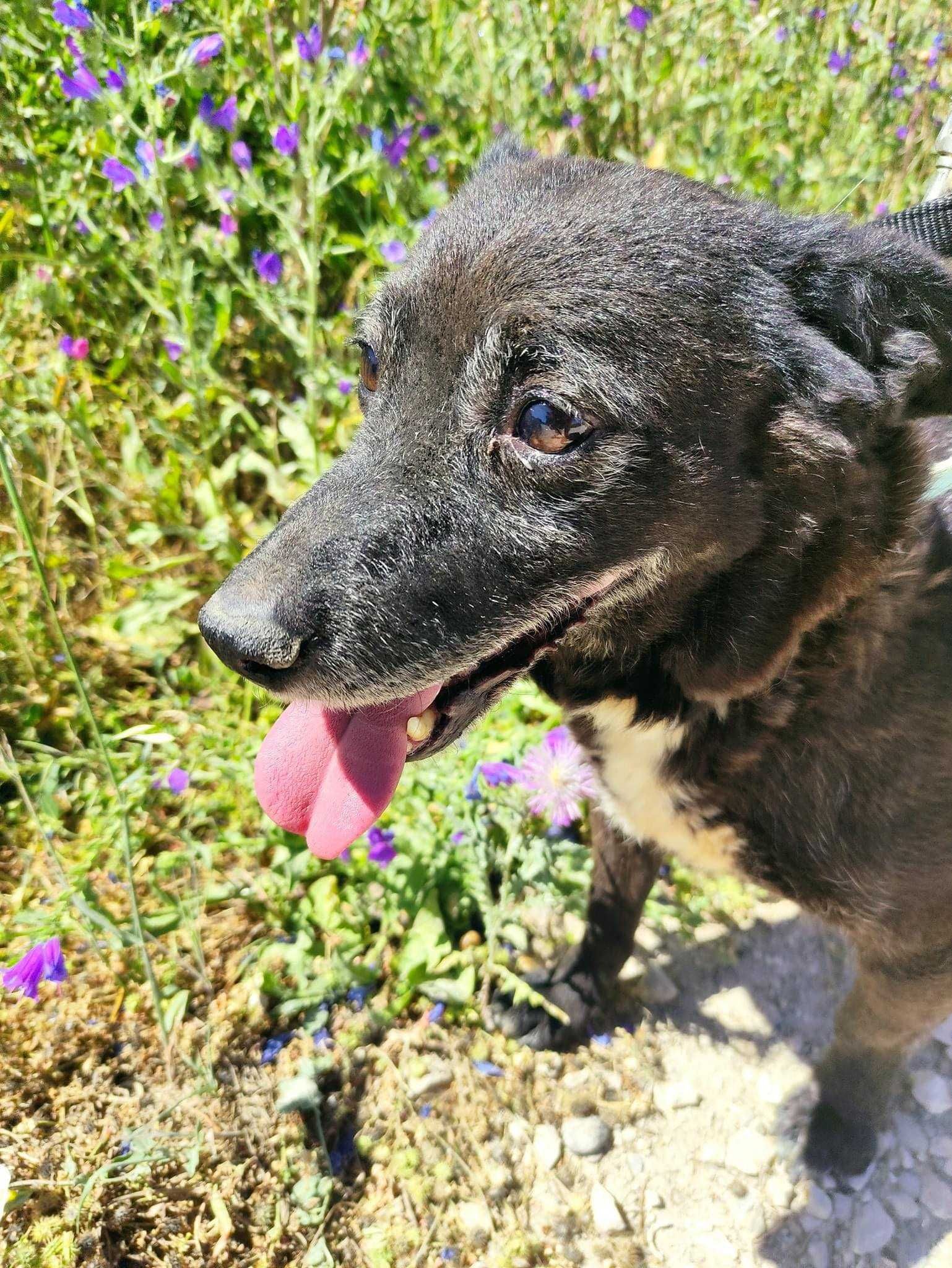 Alfragide - Cão pequeno para adoção