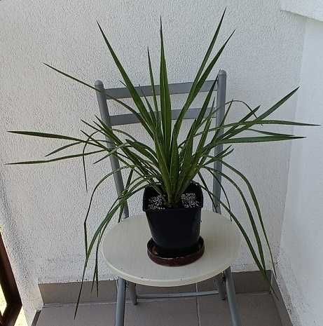 JUKA Yucca Faxoniana- mrozoodporna