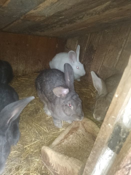 Продам кролики кроля