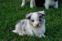 Border Collie blue merle ZKwP / FCI
