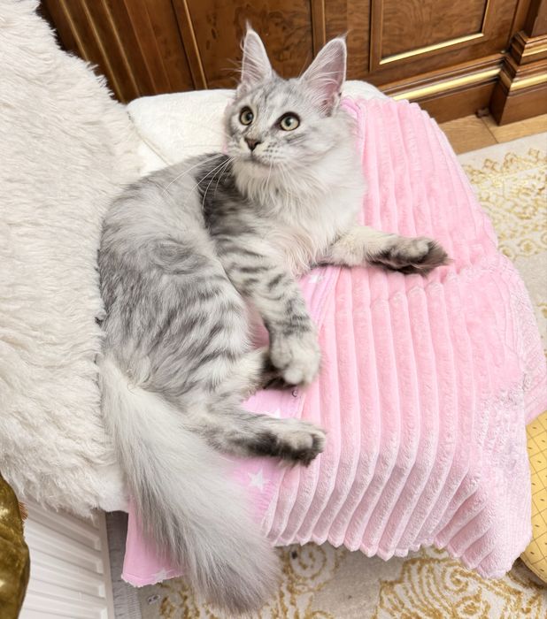 Мейн Кун звезда в алмазном цвете