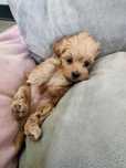 Piesek maltipoo F1 do rezerwacji
