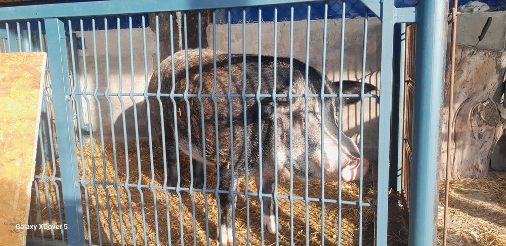 świniodziki sprzedam knura