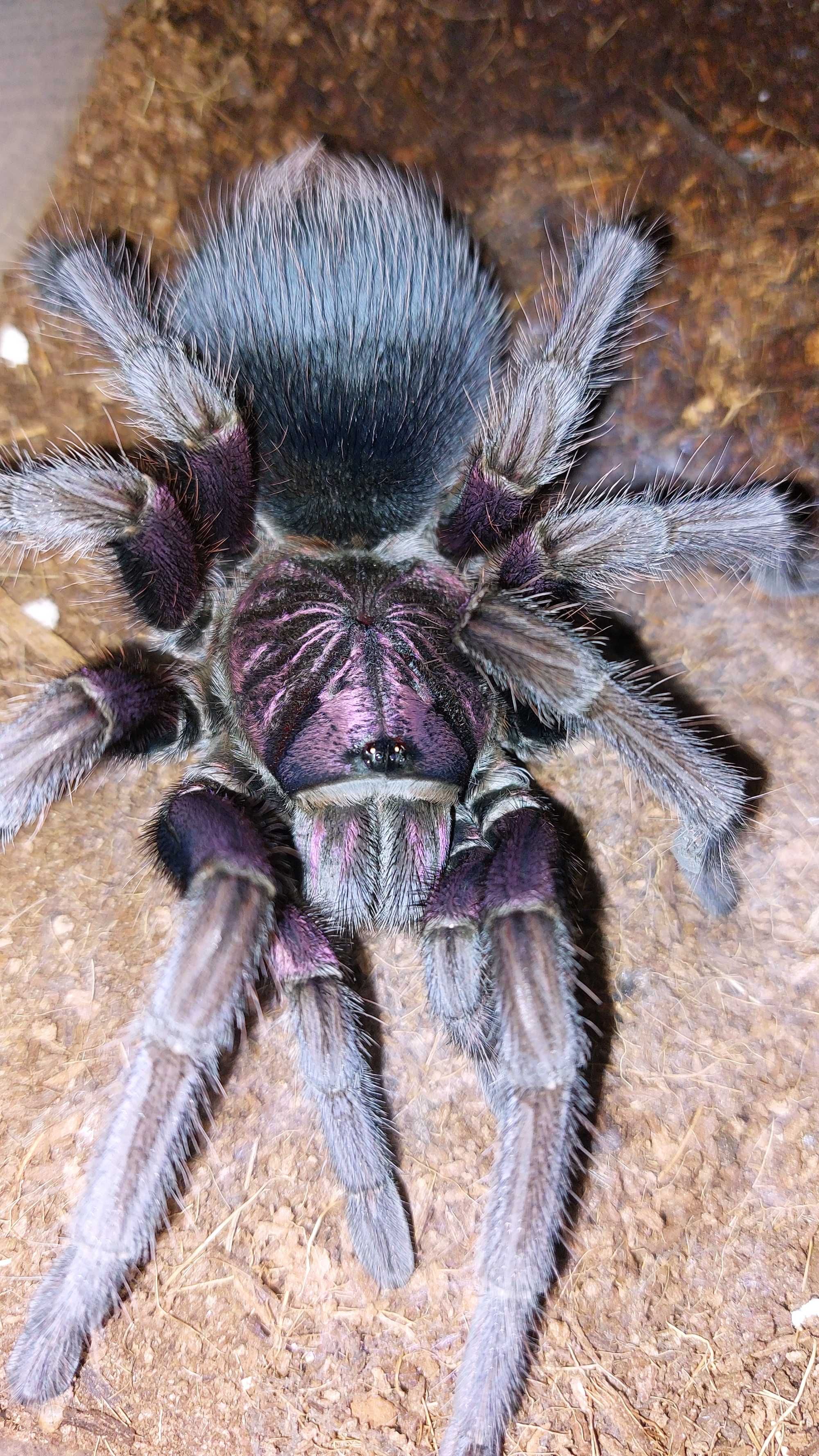 Ptasznik Phormictopus sp. bayahibe L1
