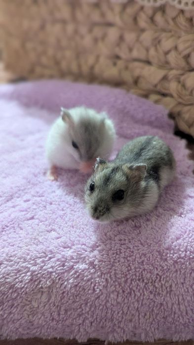 Маленькі ручні джунгарики чекають на люблячу родину