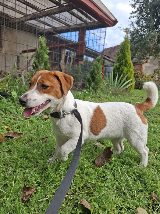 Jack Russell Terrier dziewczynka z rodowodem FCI