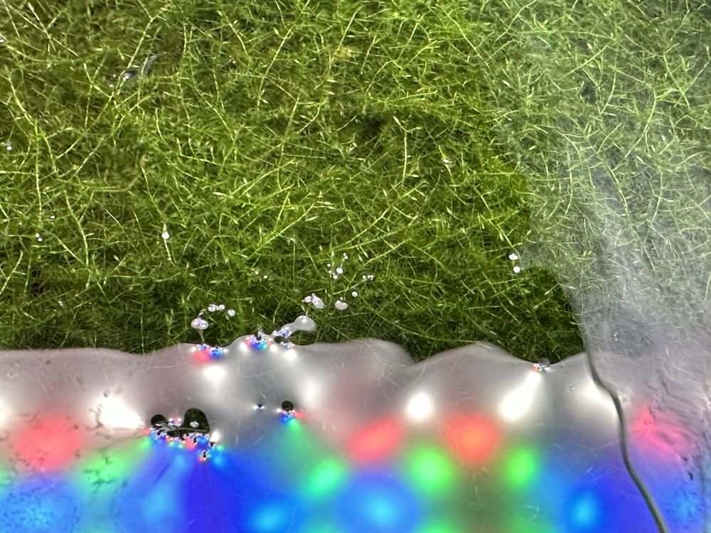 Musgo para Aquário - christmas moss