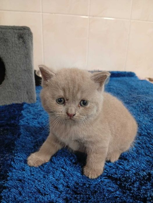 Gatinho Scottish Straight Lilac