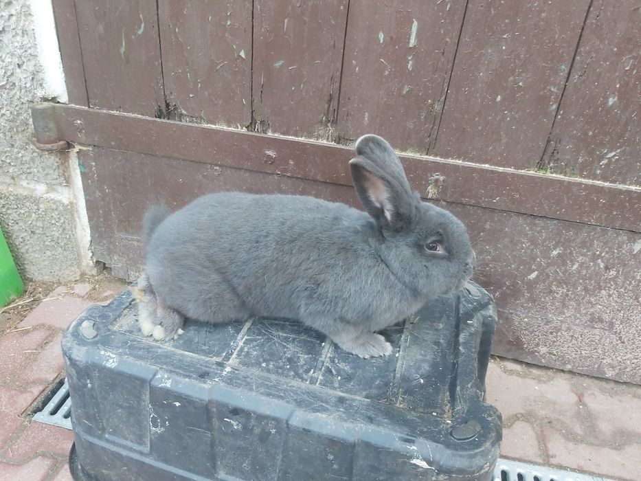 Wiedeński niebieski, króliki, królik, samiec,  WN