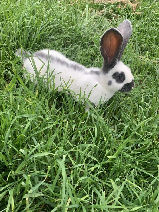 Кролі Німецький Строкатий Велетень та Радянська шиншила