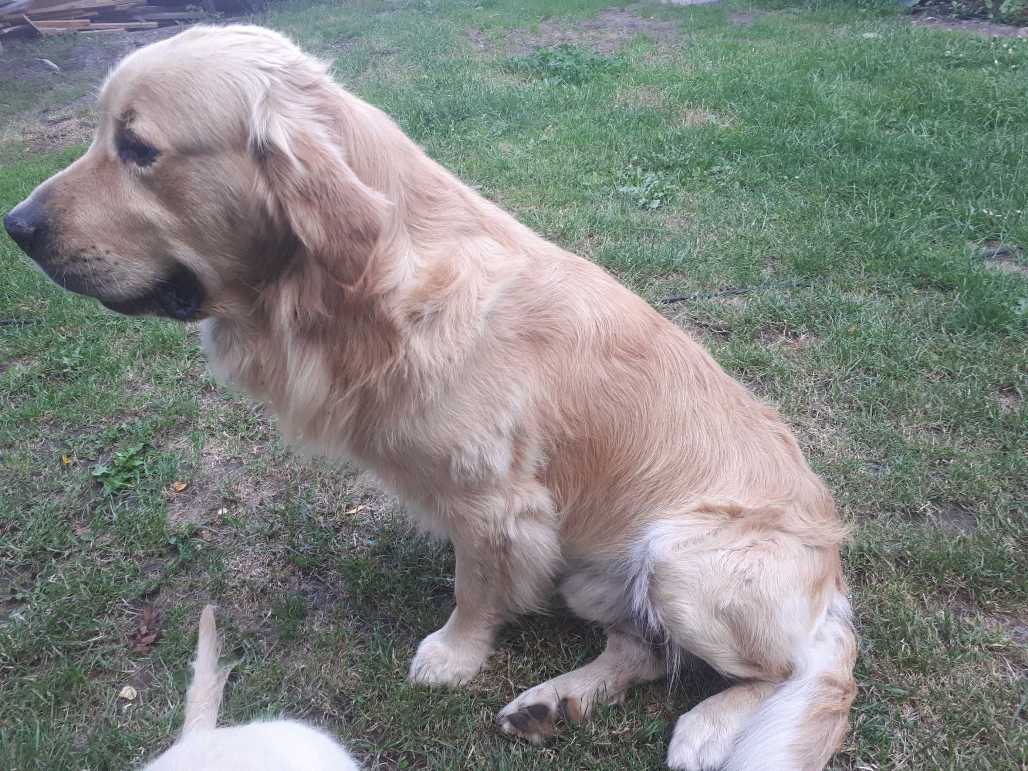 Golden Retriever Piesek