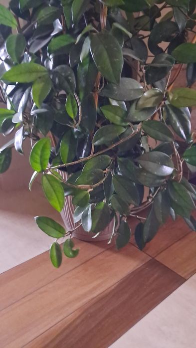 Cudny kwiat pnący Hoja