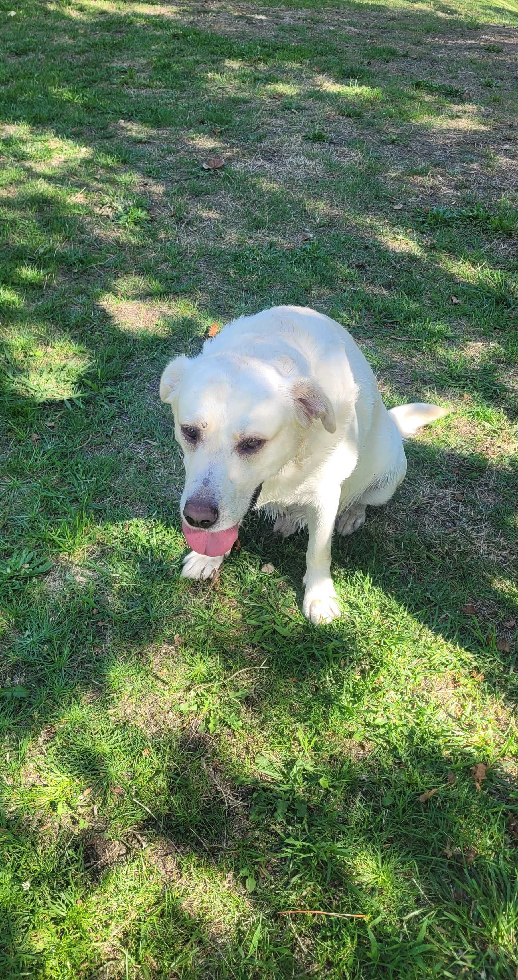 Para adoção responsável  Labrador puro