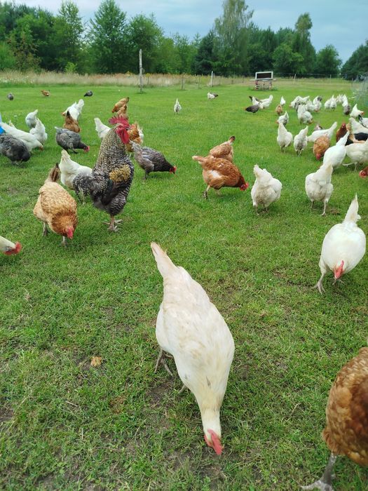 Jajka smaczne wiejskie